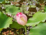 夏日荷花