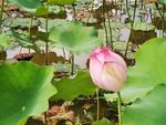 夏日荷花