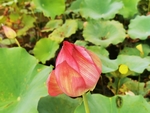 夏荷