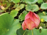 出水芙蓉