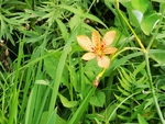 射干花