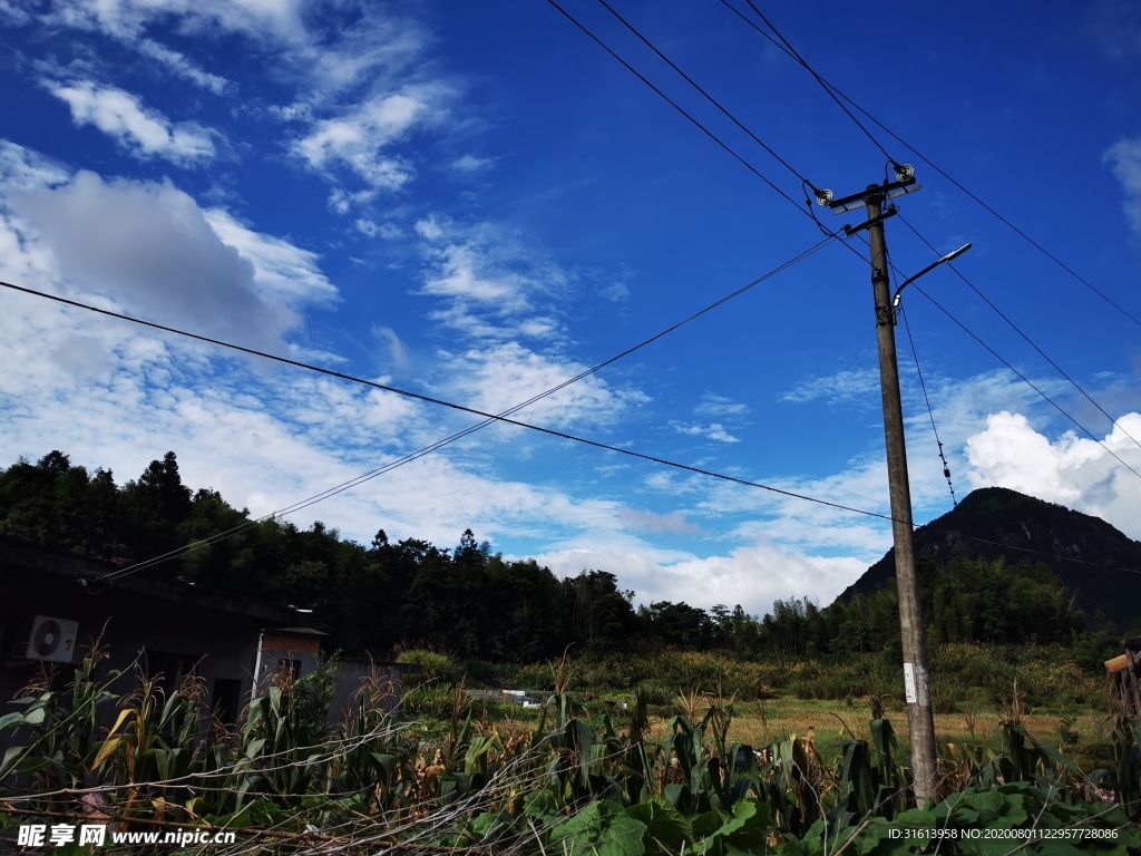 田野