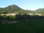 田野
