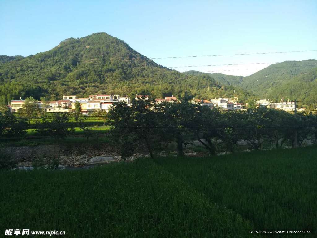 田野