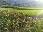 田野