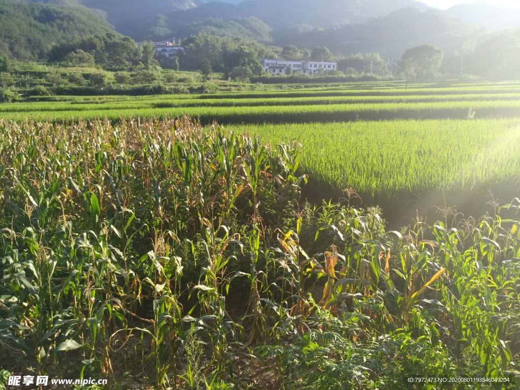 田野