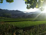 田野