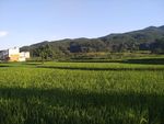 田野
