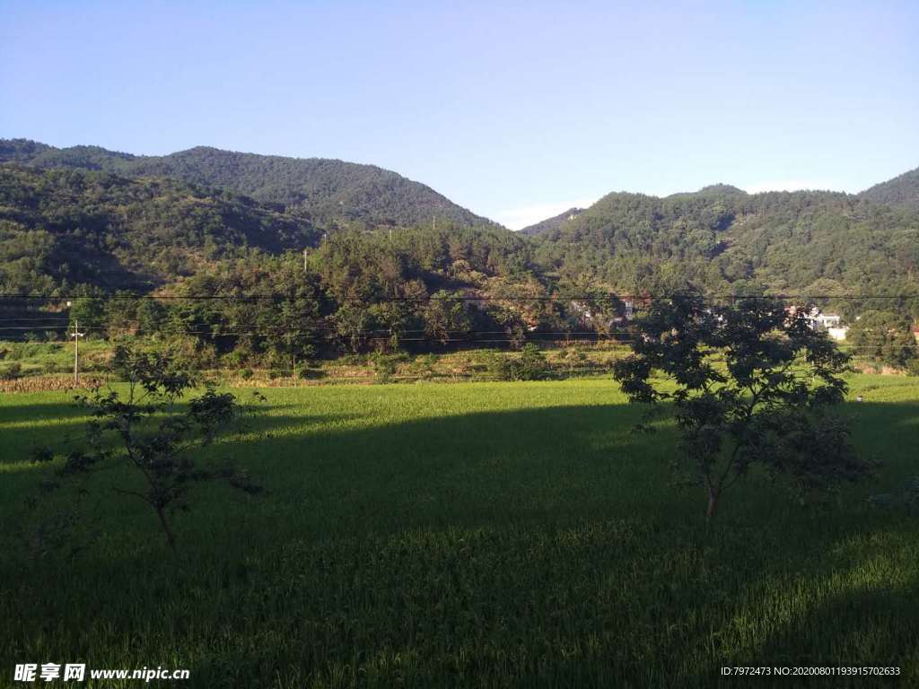田野