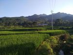 田野