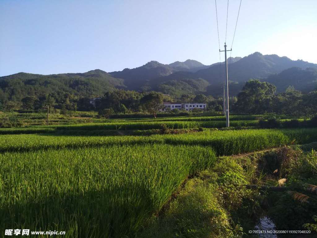 田野