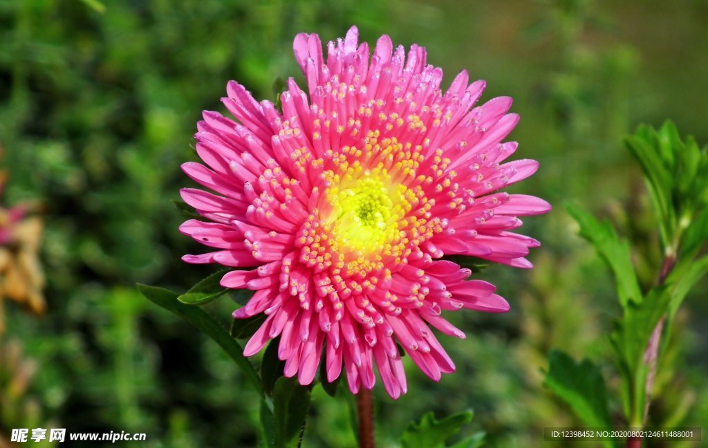 雏菊