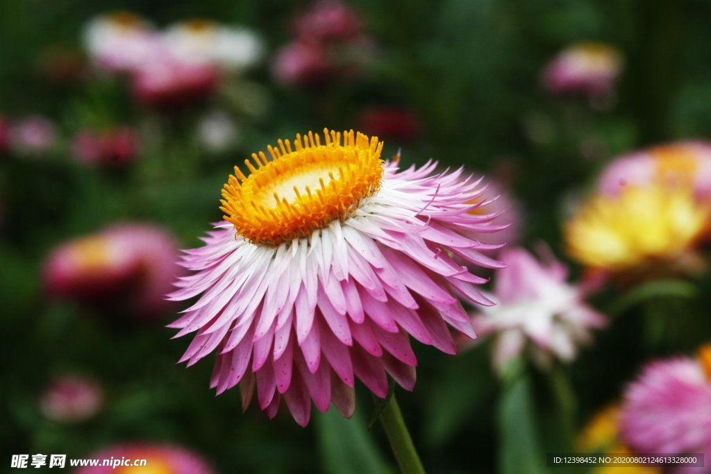 雏菊