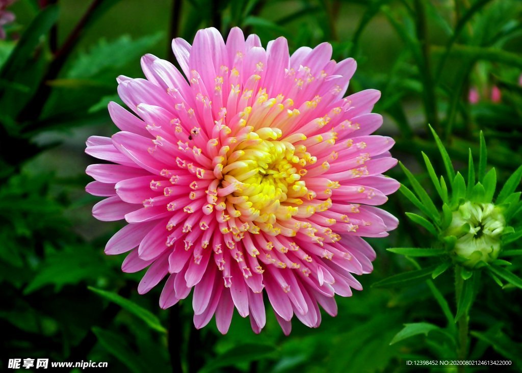 雏菊