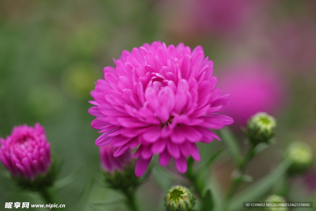 雏菊