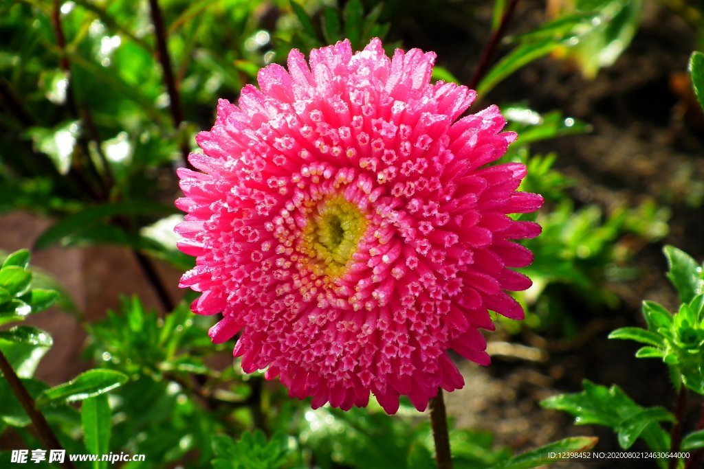 雏菊
