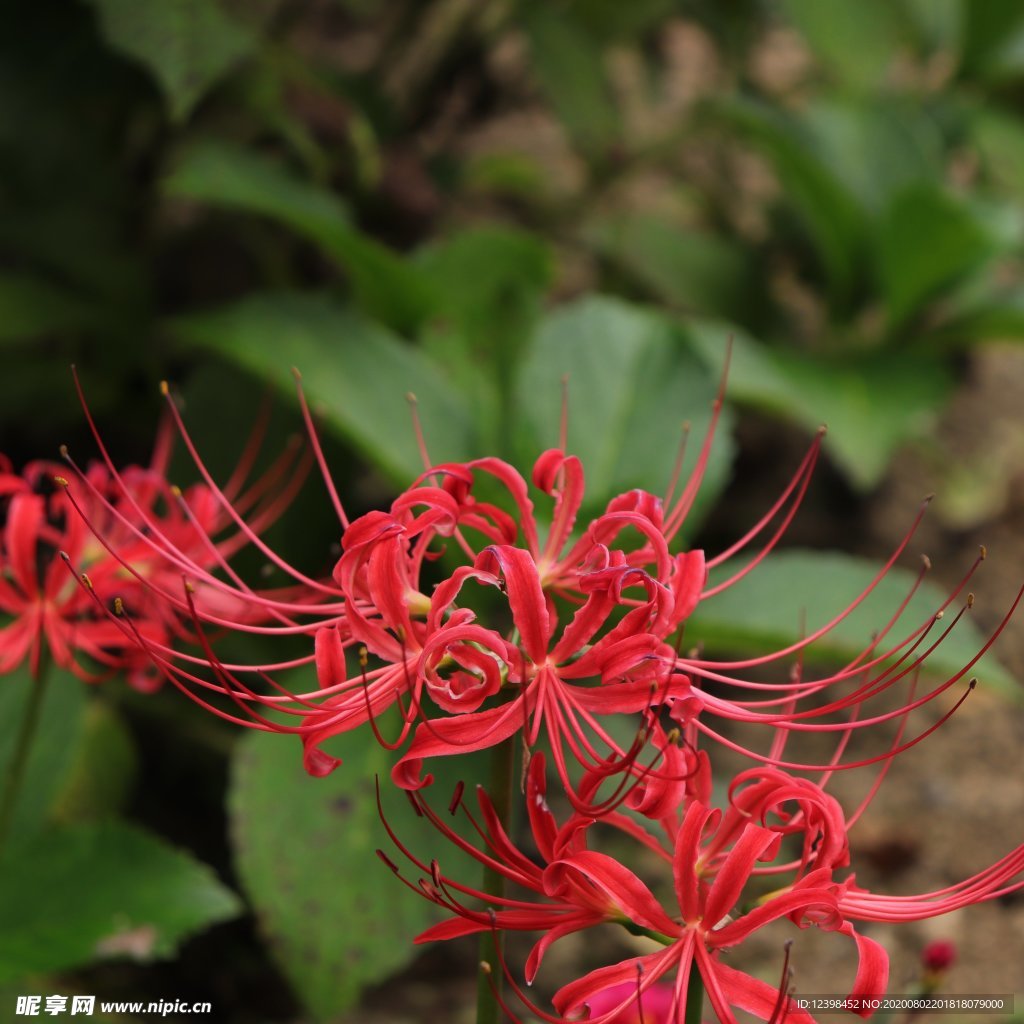 曼珠沙华花