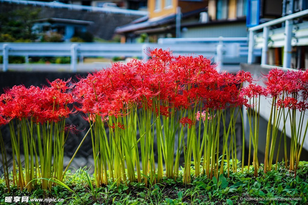 曼珠沙华花