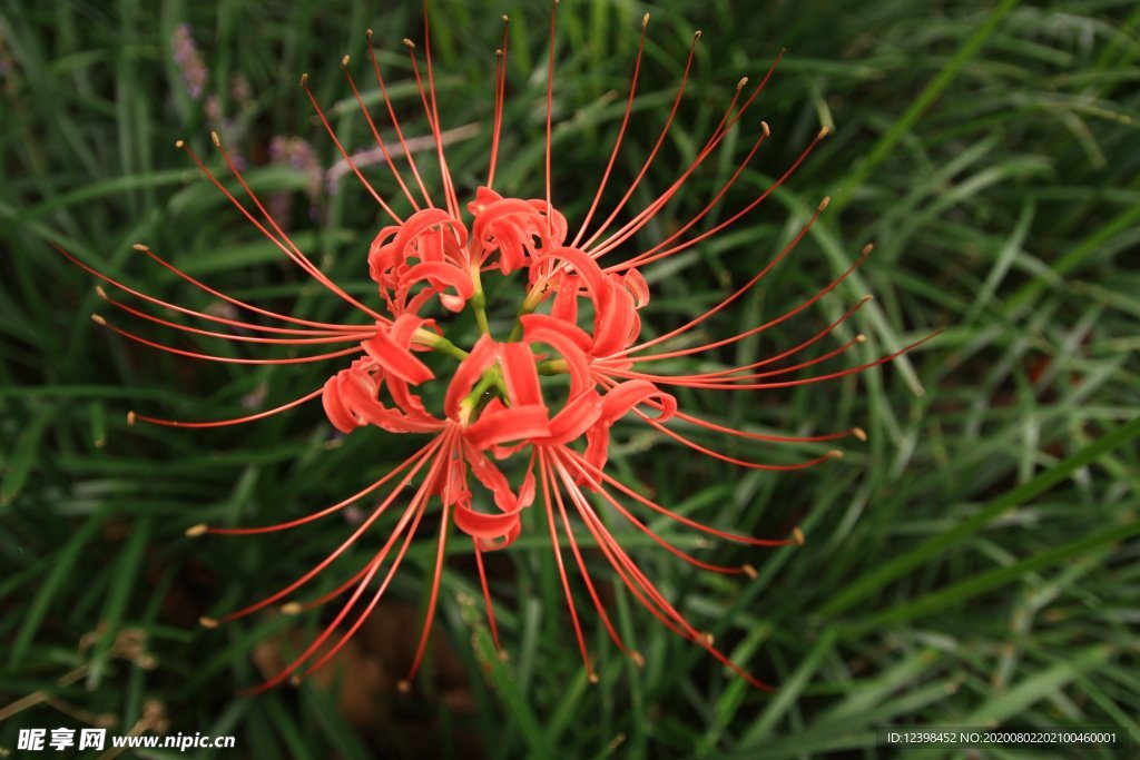 曼珠沙华花