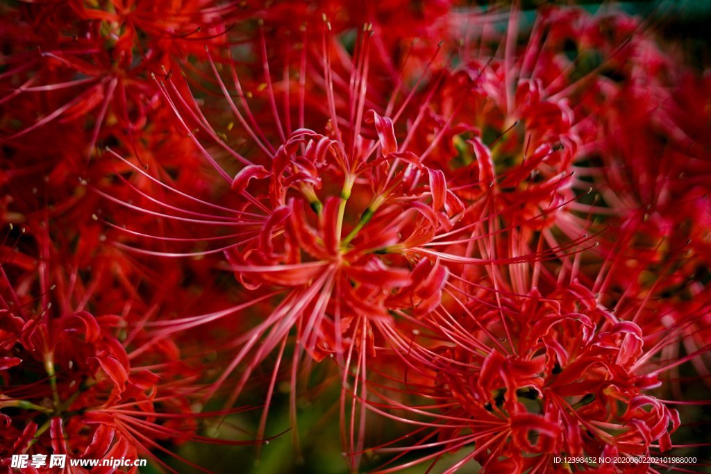 曼珠沙华花