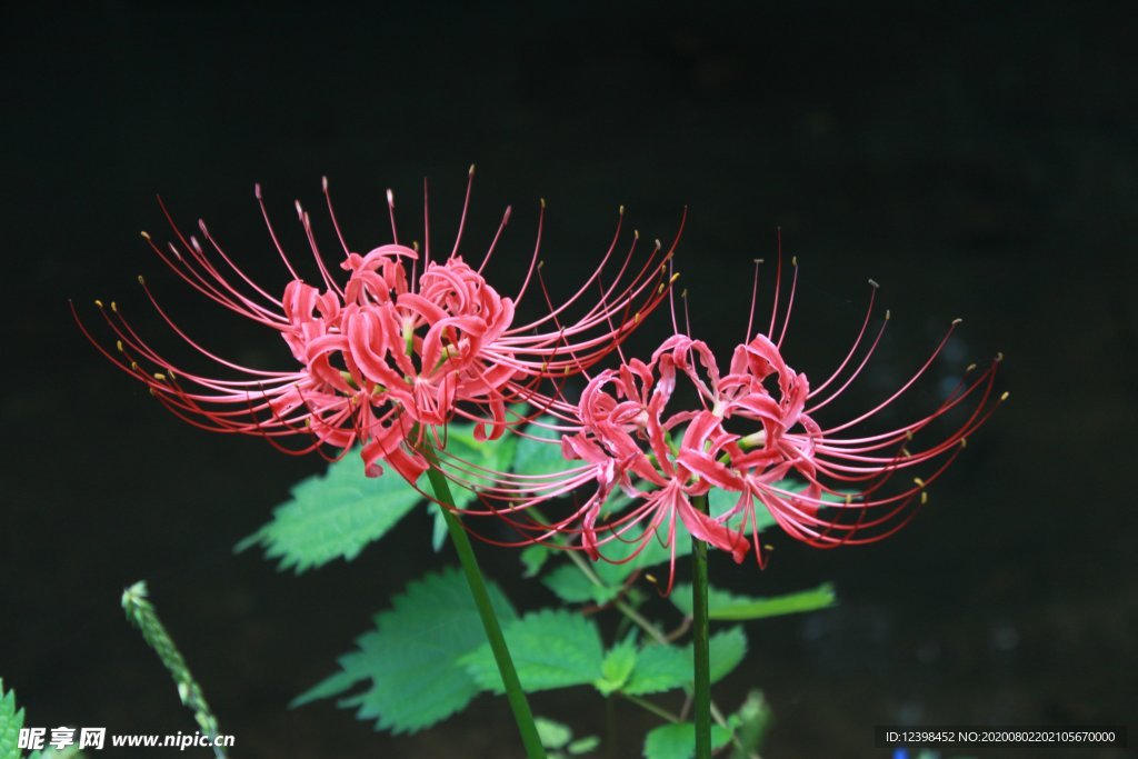 曼珠沙华花