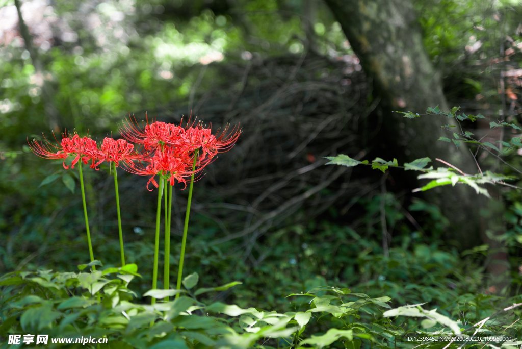 曼珠沙华花