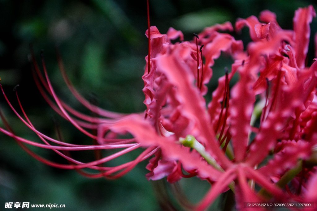 曼珠沙华花