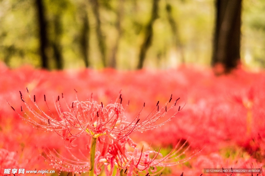 曼珠沙华花