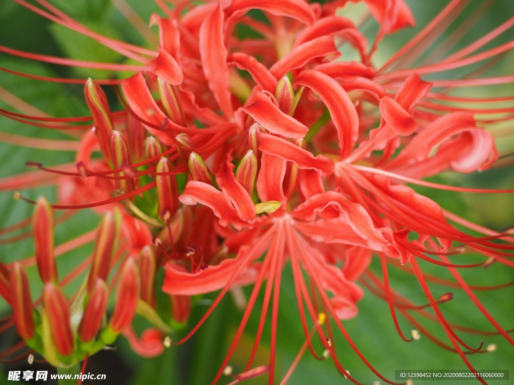 曼珠沙华花