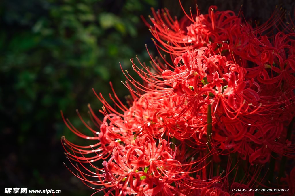 曼珠沙华花