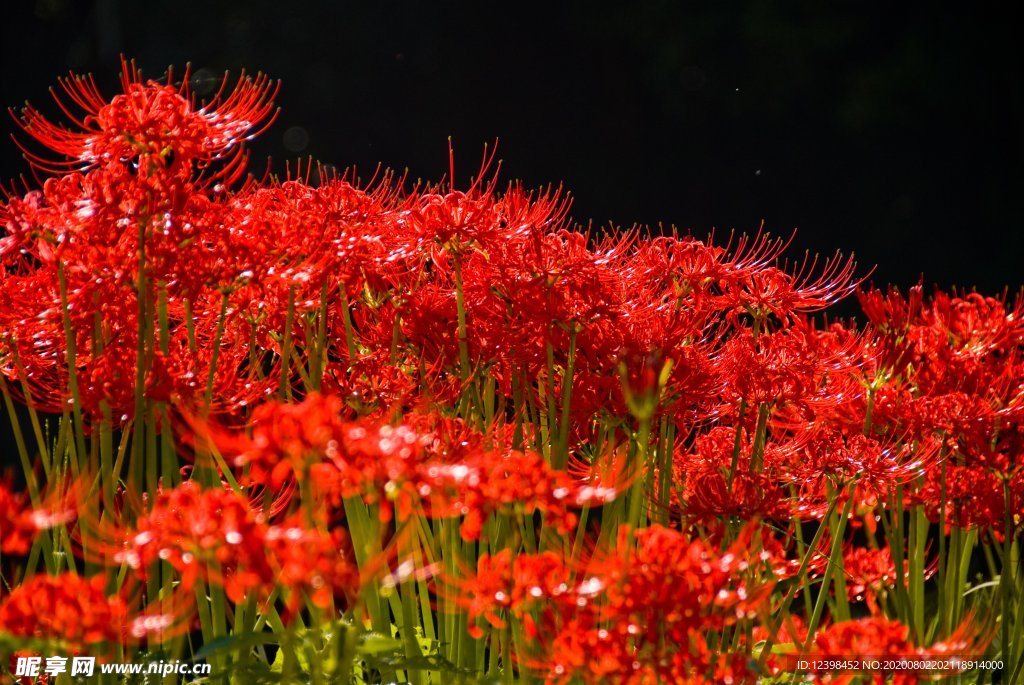 曼珠沙华花