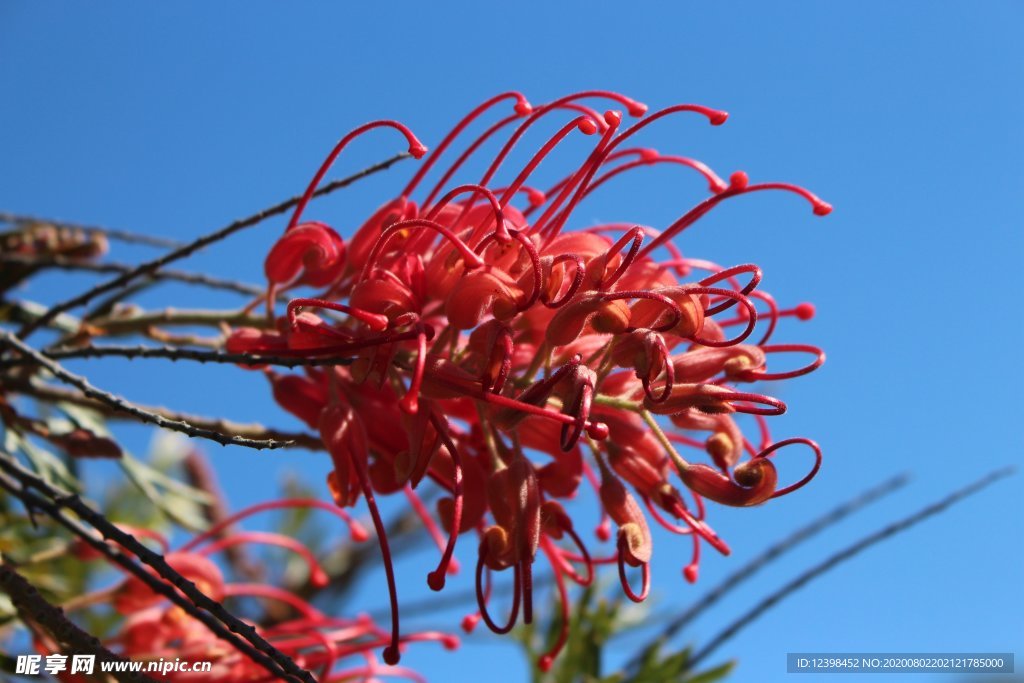 曼珠沙华花