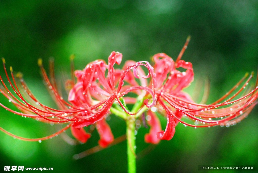 曼珠沙华花