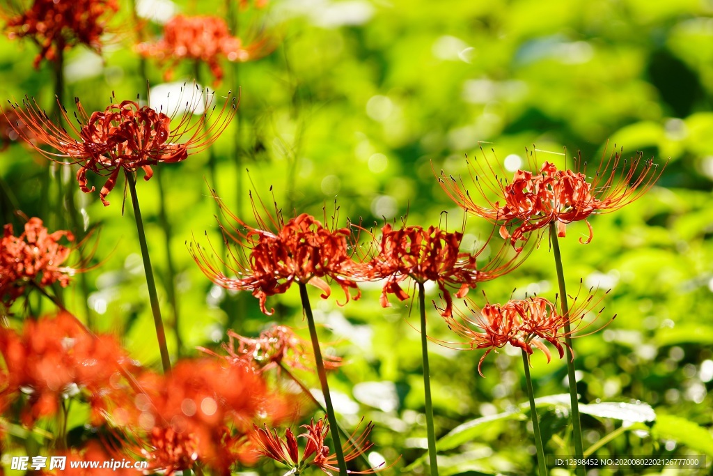 曼珠沙华花