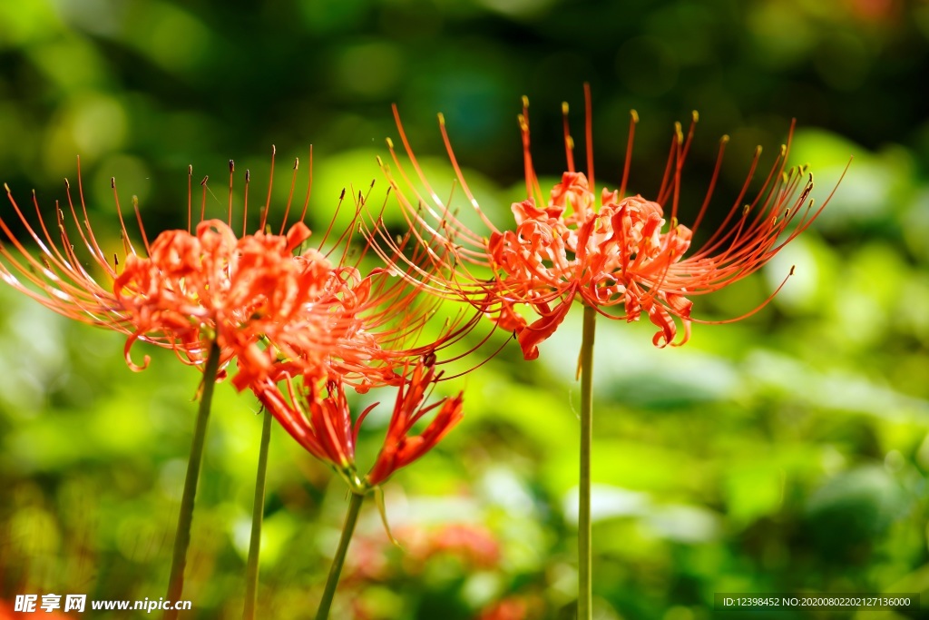 曼珠沙华花