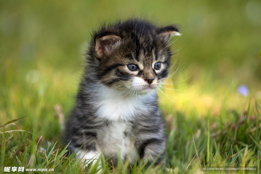 猫