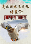 飞天鸭