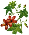 手绘植物花卉