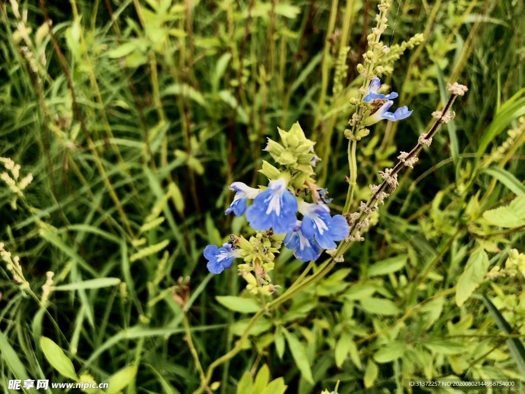 深蓝鼠尾草