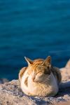海边猫