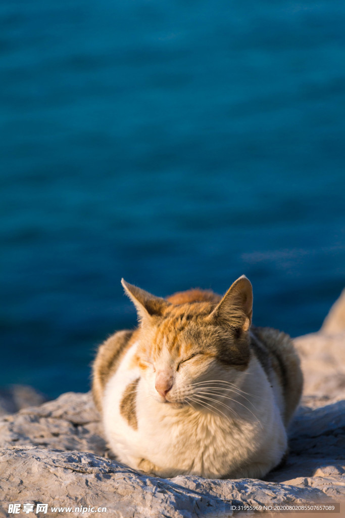 海边猫
