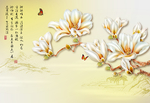 白玉兰花