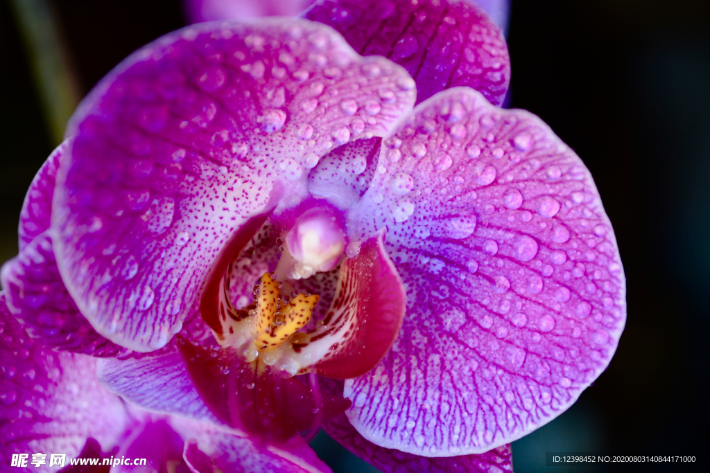蝴蝶兰鲜花