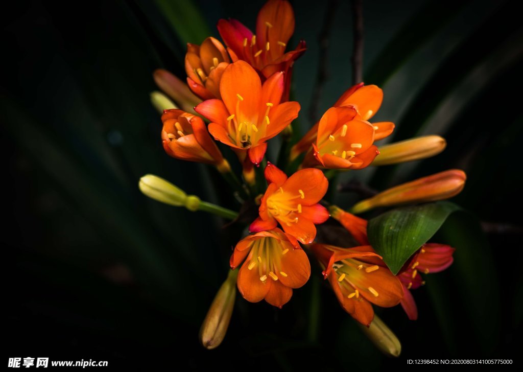 君子兰鲜花