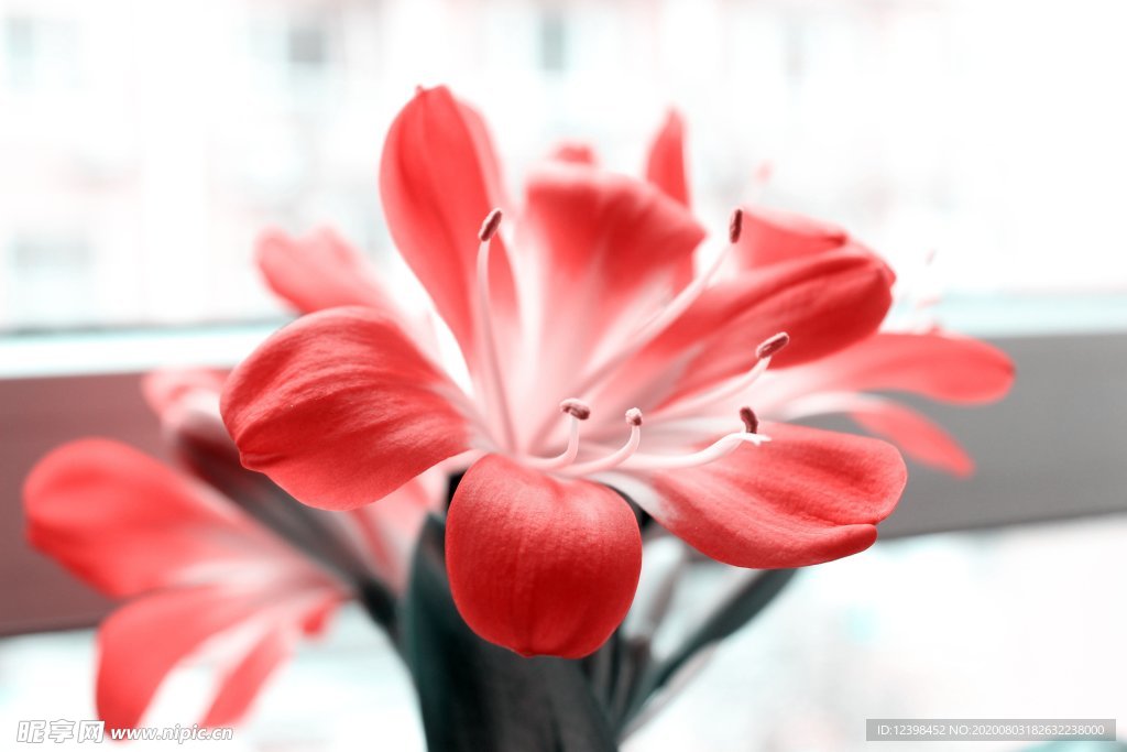 君子兰鲜花