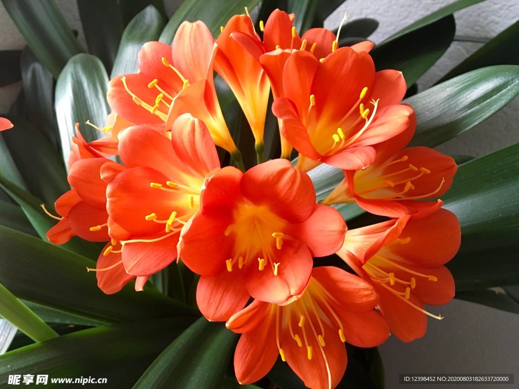 君子兰鲜花