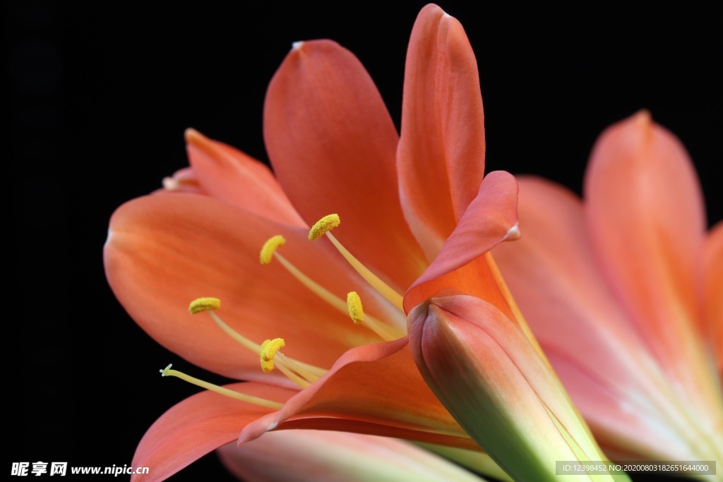 君子兰鲜花