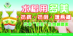 水稻农药