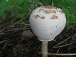 野生菌
