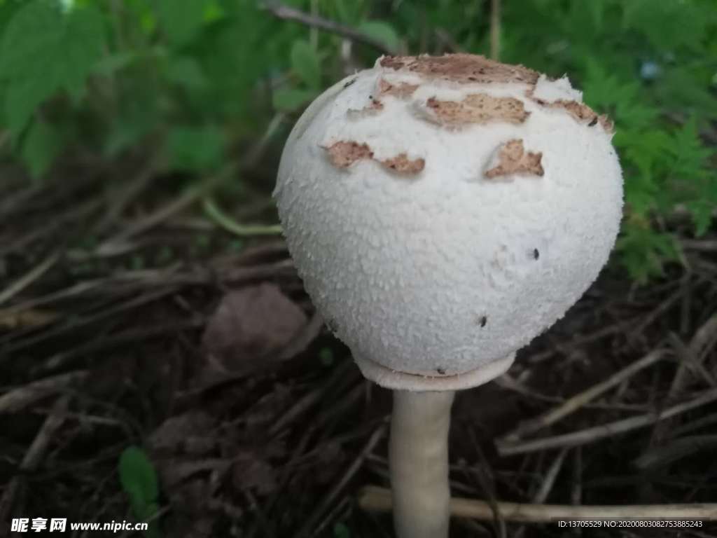 野生菌
